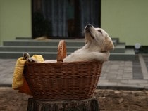 Fond d'écran Les Chiens - Un chiot Labrador dans un panier