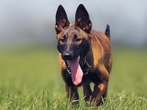 Fond d'écran Les Chiens - Un chien Berger malinois