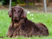 Fond d'écran Les Chiens - Un chien Labrador Retriever chocolat