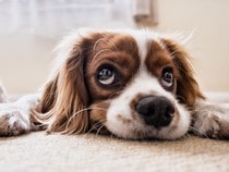 Fond d'écran Les Chiens - Un chien rigolo