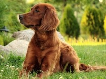 Fond d'écran Les Chiens - Un chien Setter irlandais