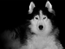 Fond d'écran Les Chiens - Un chien Siberian Husky dans le noir
