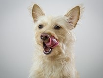 Fond d'écran Les Chiens - Un chien West Highland White Terrier