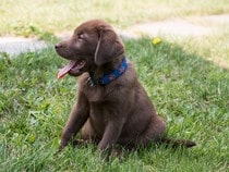 Fond d'écran Les Chiens - Un chiot Labrador