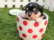 Fond d'écran Les Chiens - Un petit chiot dans une tasse