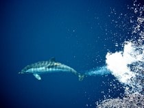 Fond d'écran Les Dauphins - Un dauphin qui plonge et éclabousse