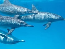 Fond d'écran Les Dauphins - Dauphins en groupe