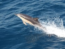 Fond d'écran Les Dauphins - Un dauphin en mer