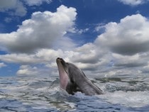 Fond d'écran Les Dauphins - Un dauphin regardant les nuages