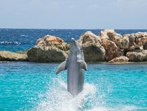 Fond d'écran Les Dauphins - Coucou le Dauphin !