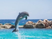 Fond d'écran Les Dauphins - Le saut du dauphin