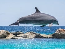 Fond d'écran Les Dauphins - Un dauphin hors de l'eau