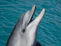Fond d'écran Les Dauphins - Salut le dauphin !