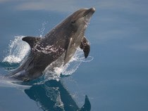 Fond d'écran Les Dauphins - Un dauphin qui sort de l'eau
