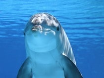Fond d'écran Les Dauphins - Un dauphin sous l'eau