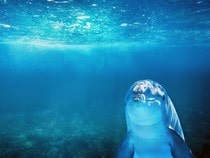 Fond d'écran Les Dauphins - Dauphin vue sous la mer