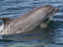 Fond d'écran Les Dauphins - Un dauphin de dos