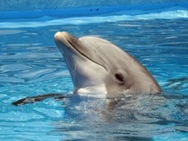 Fond d'écran Les Dauphins - Coucou le Dauphin !