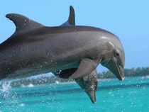 Fond d'écran Les Dauphins - Un saut de Dauphin