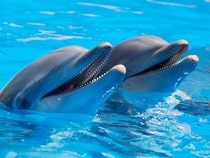 Fond d'écran Les Dauphins - Duo de dauphins