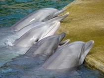 Fond d'écran Les Dauphins - Quintette de dauphins