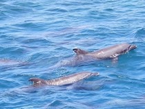 Fond d'écran Les Dauphins - Trio de dauphins en mer