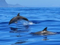 Fond d'écran Les Dauphins - Deux dauphins dans la mer