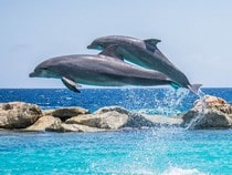 Fond d'écran Les Dauphins - Un duo de dauphins