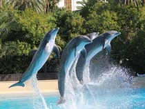 Fond d'écran Les Dauphins - Spectacle de dauphins