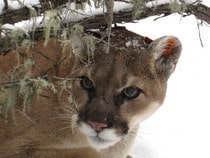 Fond d'écran Les Félins - Un cougar