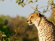 Fond d'écran Les Félins - Un guépard