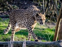 Fond d'écran Les Félins - Un guépard en balade