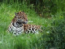 Fond d'écran Les Félins - Un jaguar