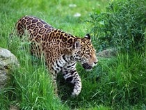 Fond d'écran Les Félins - Un jaguar en promenade