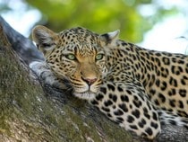 Fond d'écran Les Félins - Un léopard dans un arbre