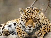 Fond d'écran Les Félins - Un jaguar qui dort