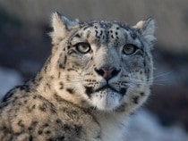 Fond d'écran Les Félins - Un léopard des neiges