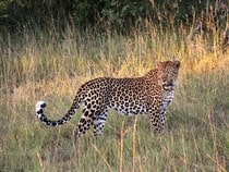 Fond d'écran Les Félins - Un léopard