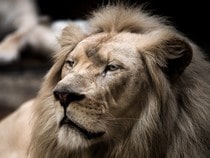 Fond d'écran Les Félins - Un lion blanc
