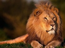 Fond d'écran Les Félins - Un lion