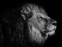 Fond d'écran Les Félins - Un lion sur fond noir