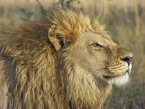 Fond d'écran Les Félins - Tête de lion