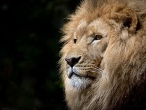 Fond d'écran Les Félins - Un lion