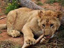 Fond d'écran Les Félins - Un lionceau