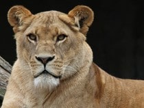 Fond d'écran Les Félins - Une lionne