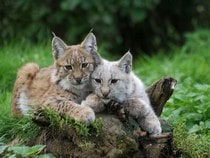 Fond d'écran Les Félins - Couple de petits lynx