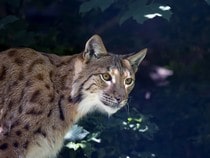 Fond d'écran Les Félins - Un lynx