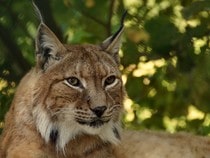 Fond d'écran Les Félins - Un lynx