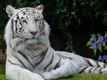 Fond d'écran Les Félins - Un tigre du Bengale blanc