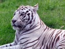 Fond d'écran Les Félins - Un tigre blanc